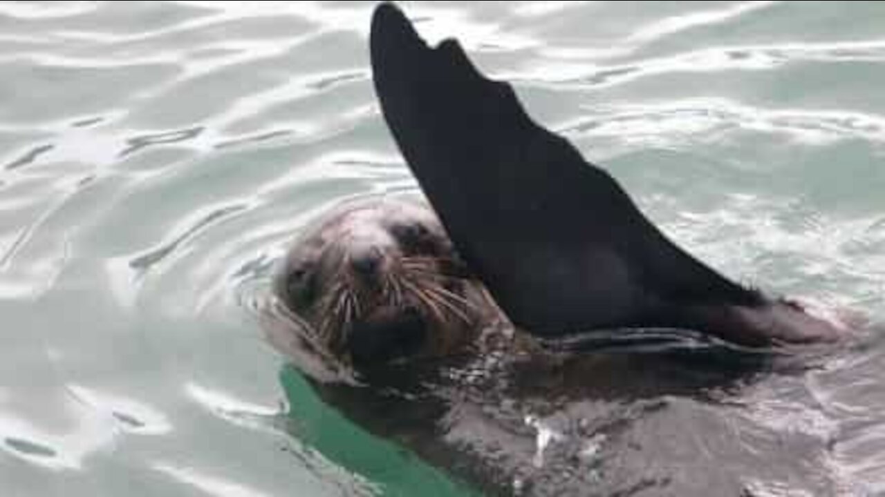 Foca avistada no rio Tamisa em Londres