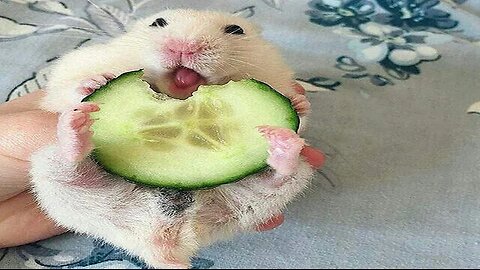 Funny Hamsters - Cute And Funny Hamster Videos Compilation