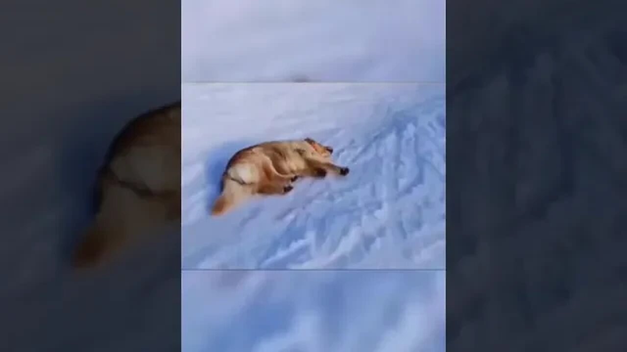 Dog VS Snow