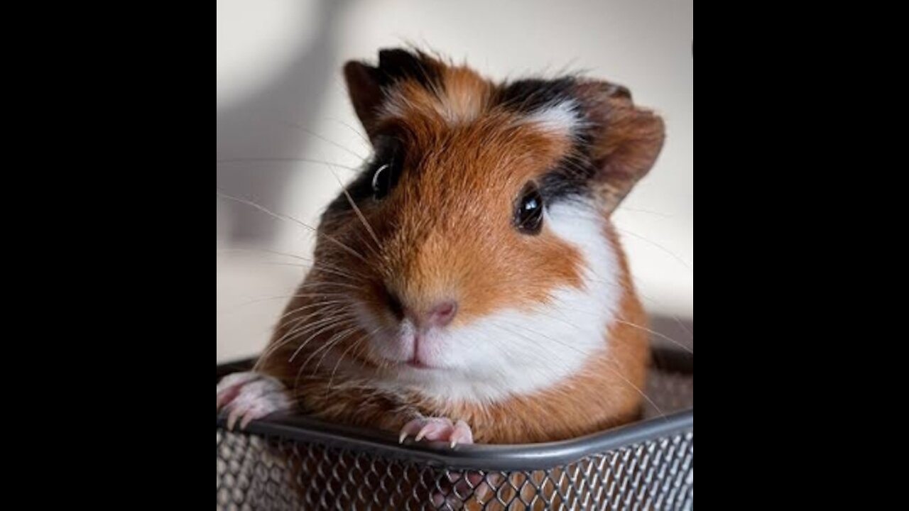 discover the different sounds of guinea pigs