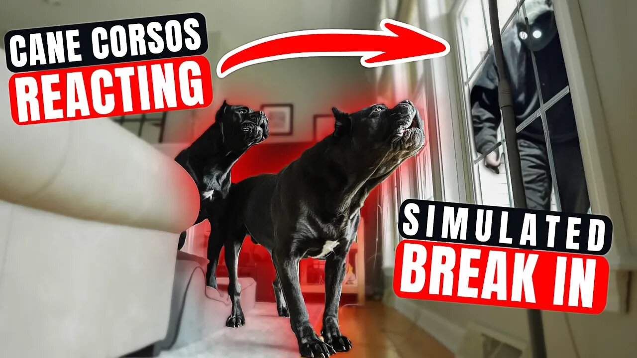 Cane Corsos REACT Simulated BREAK IN! #canecorso #dog