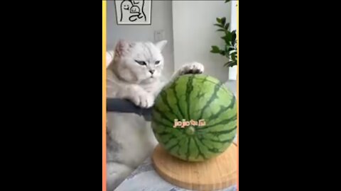Duniya Ki Sabse Khubsurat Billi cat