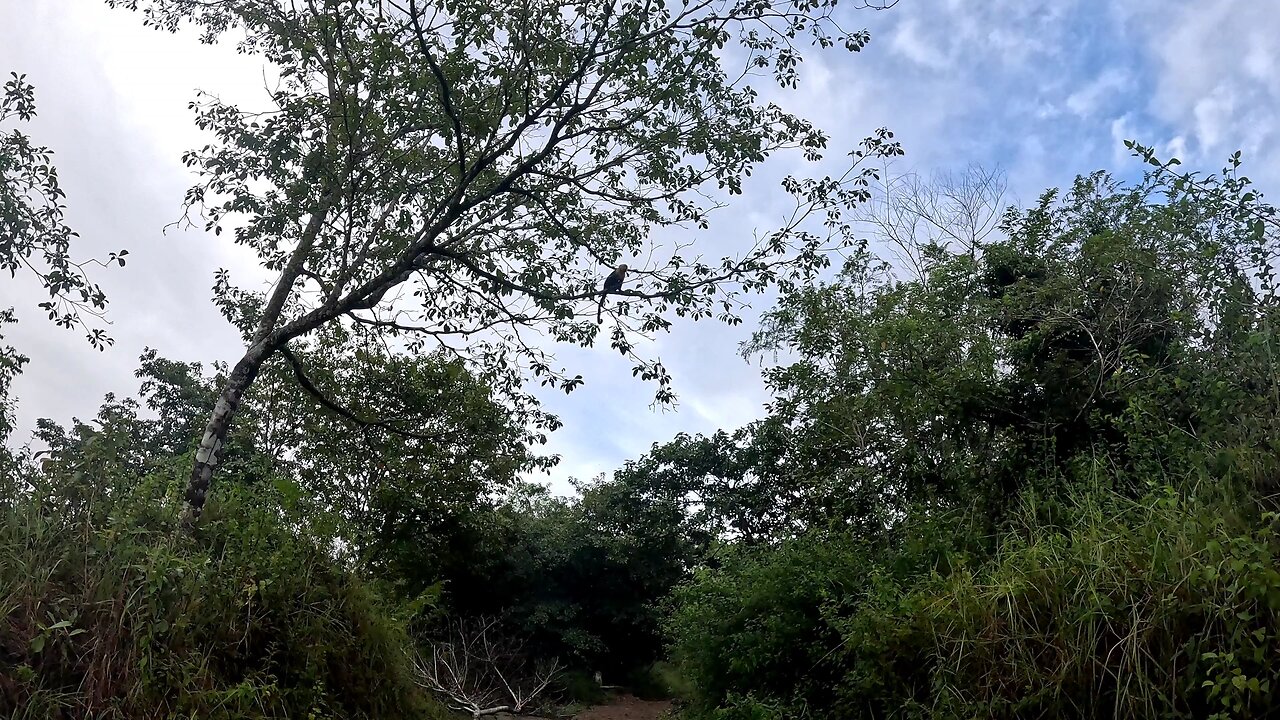 White Face Monkeys in Costa Rica