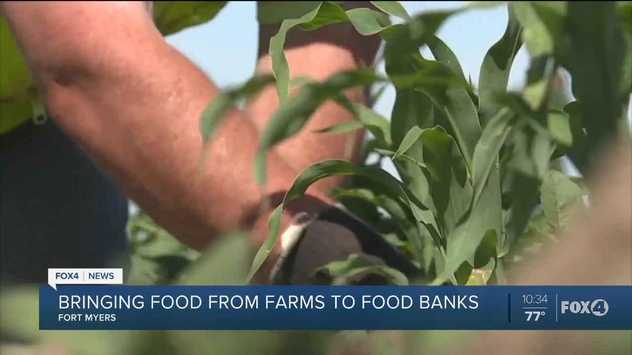 Local organizations working to bring fresh produce to food banks