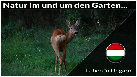 Natur im und um den Garten - Leben in Ungarn