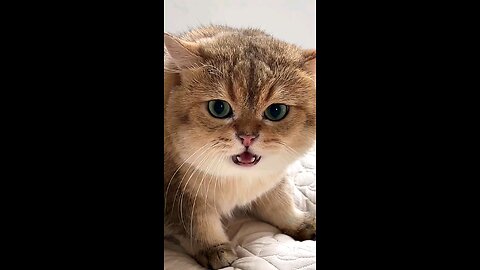 Angry Cat