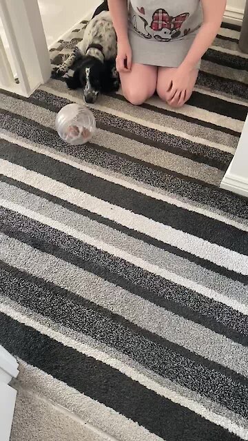 How this dog reacts to a hamster in a ball will guarantee to make you laugh