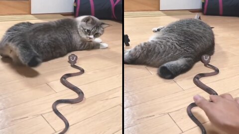 A cat sleeping and a snake beside.