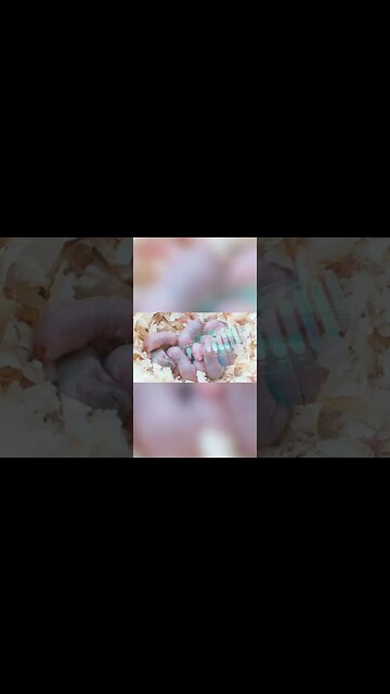 mouse utopia #shorts