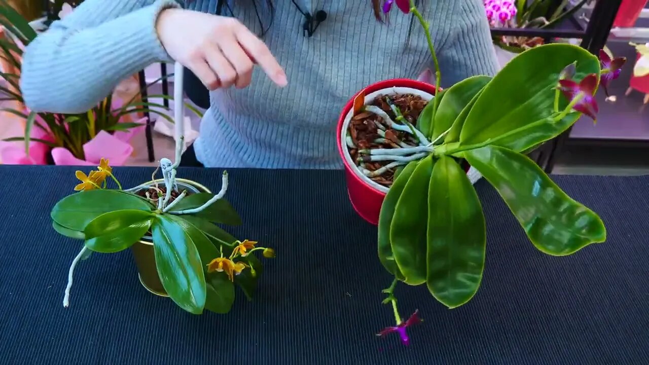 Why Orchid roots DON'T need light and clear pots