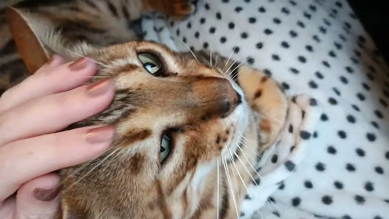 January 2023 purrs