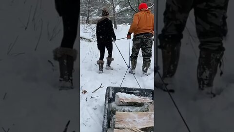 Gathering Wood #shorts #firewood #snow #wood