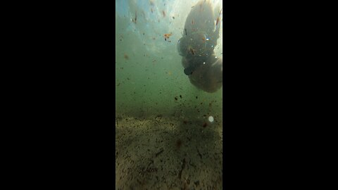 Diving in Horrible conditions #seaweed #ocean #florida