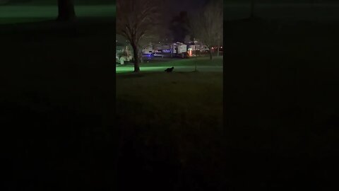 Our Cat Moses playing at. night. #cats #catsatnight #shortsvideo