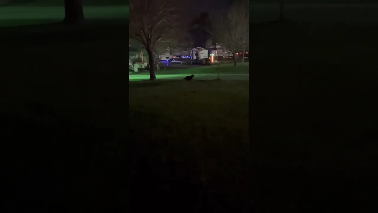 Our Cat Moses playing at. night. #cats #catsatnight #shortsvideo