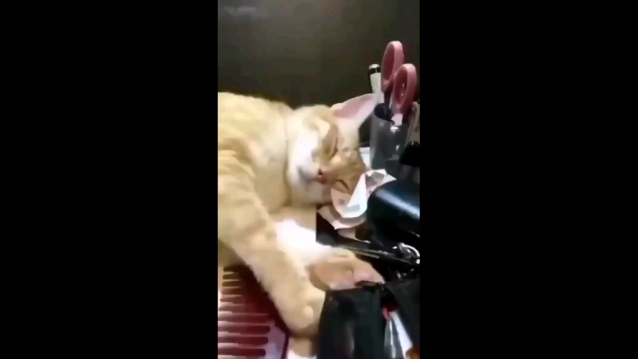 Funny videos of cute cats ..