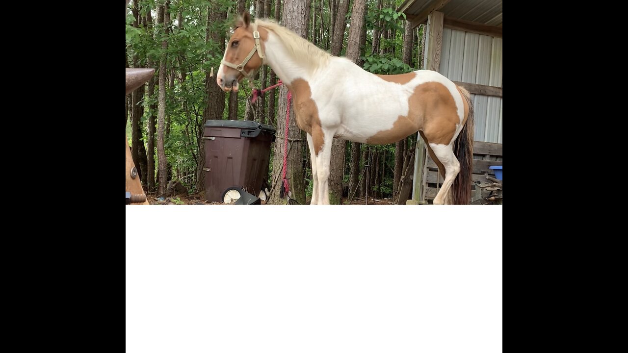 Horse tired of farrier’s tall tales.