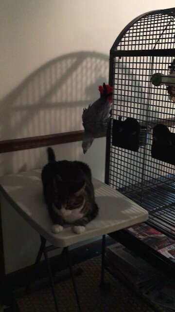Cat Fight With African Grey