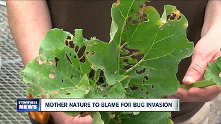 WNY plants are under attack thanks to high levels of moisture