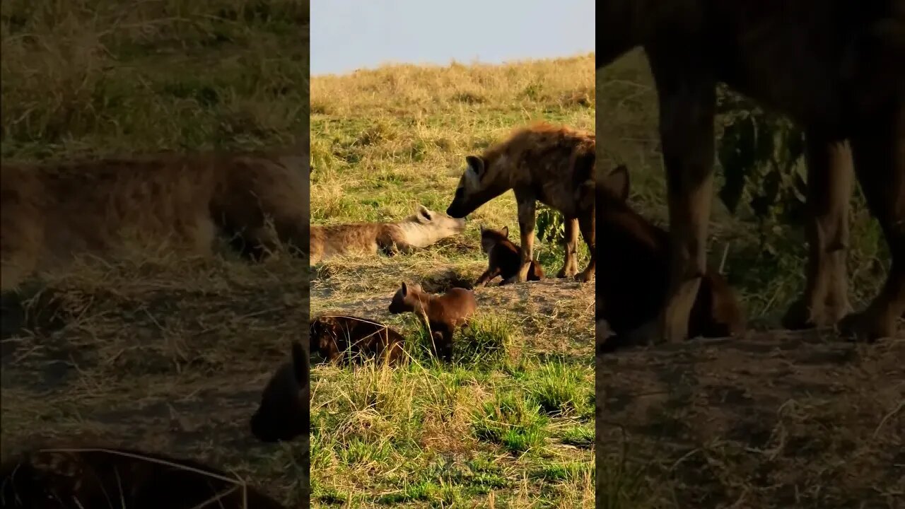 Hyena Clan At Their Den #shorts | #ShortsAfrica