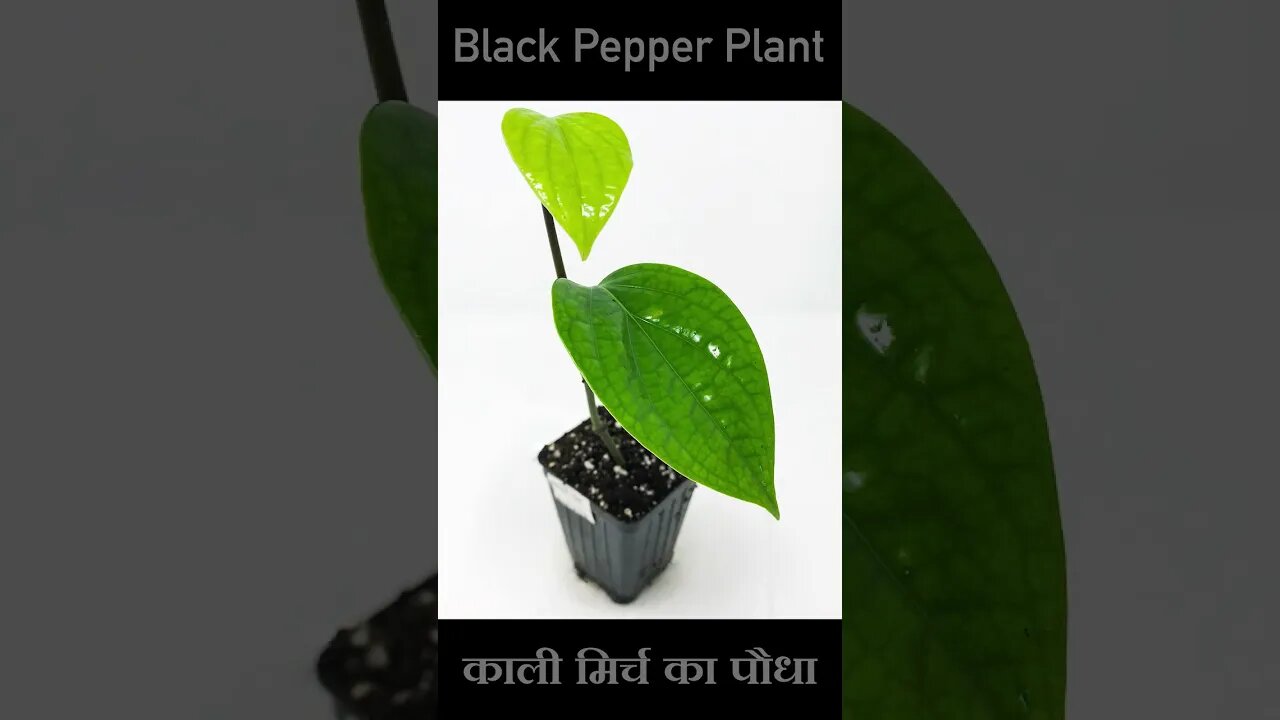 #shorts | Black Pepper Plant | काली मिर्च का पौधा | Kheti Power