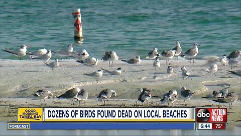 Dozens of laughing gulls found dying on Sarasota beaches