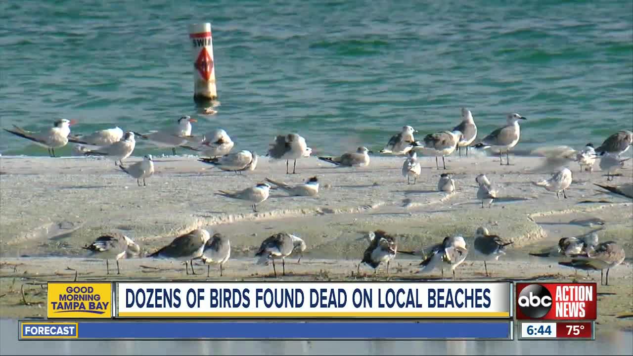 Dozens of laughing gulls found dying on Sarasota beaches