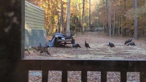 4K Turkeys in the front yard