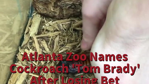 Atlanta Zoo Names Cockroach 'Tom Brady' After Losing Bet