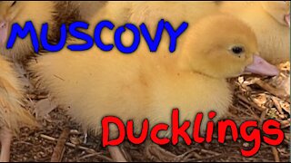 Muscovy Ducklings