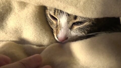 Baby Cat Doesn't Want to Get out of Bed in the Morning