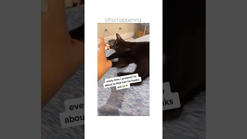 😂🐈‍⬛😂 #shorts #shortsvideo #funny #cat