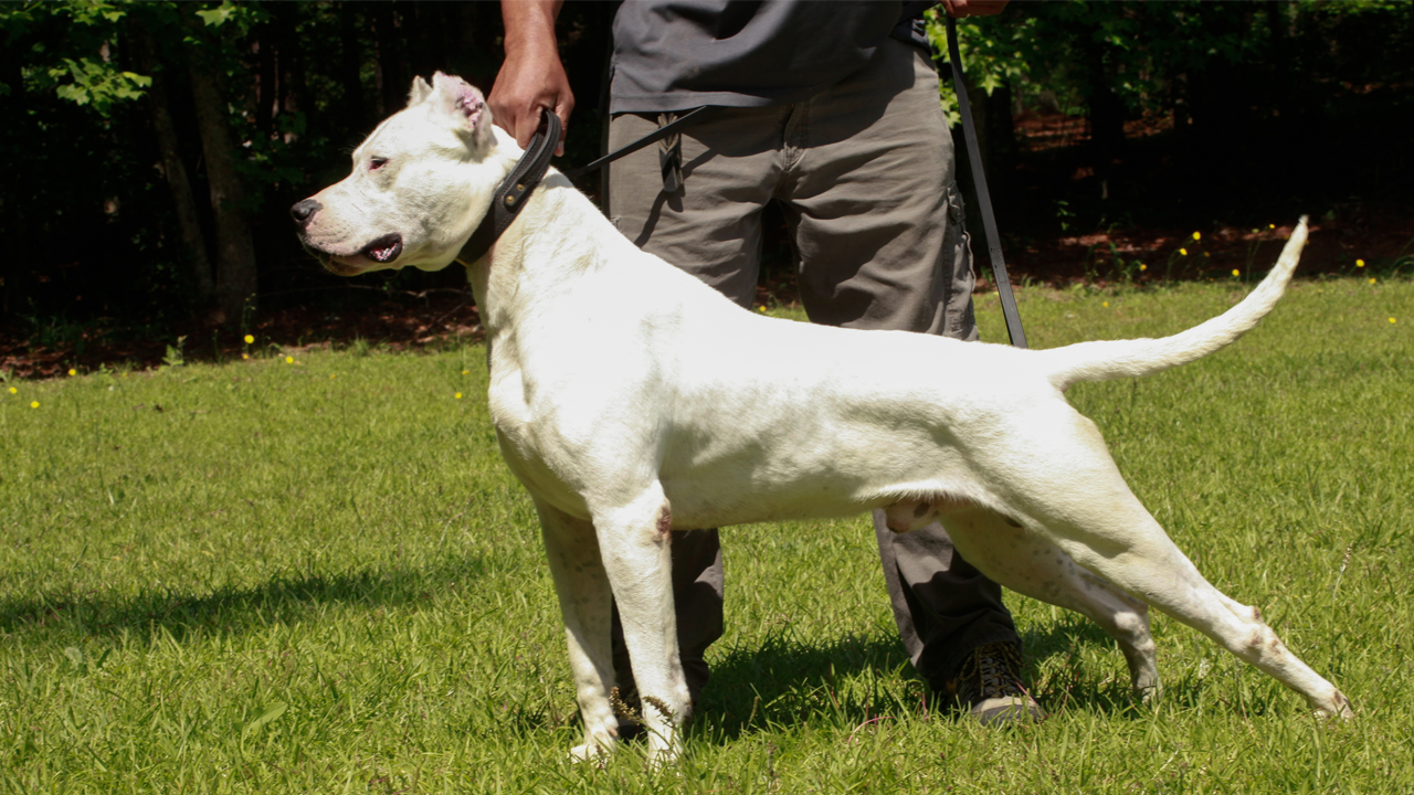 Dogo Argentinos - The Fearless 100lb Guard Dogs | BIG DOGZ