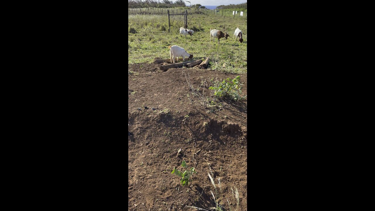 Maui Goats