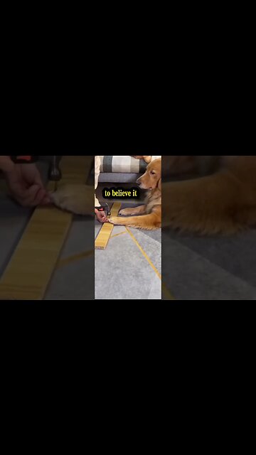 #goldenretriever #shorts