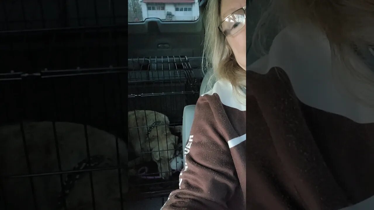 On our way to the vet #lifewithdogs #goodmorningsunshines