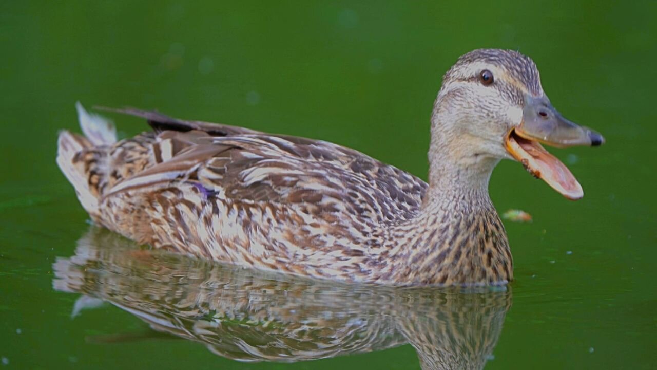 Miss Quacks-A-Lot. Mallard Duck Hen