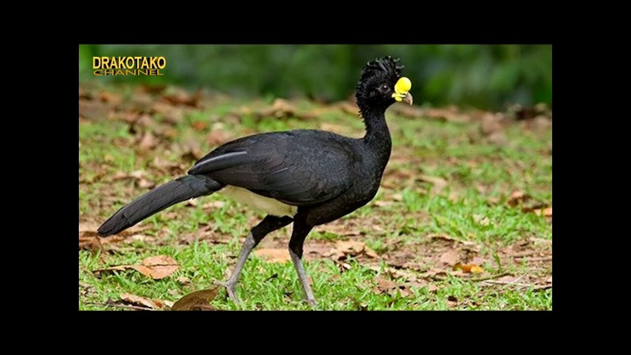 TOP 10 AVES MÁS INCREÍBLES DEL MUNDO