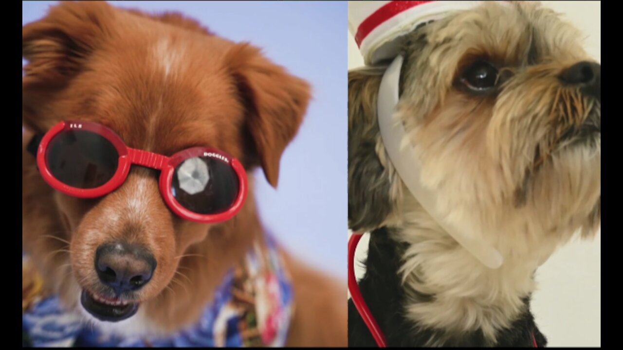 Beautiful dogs in costume