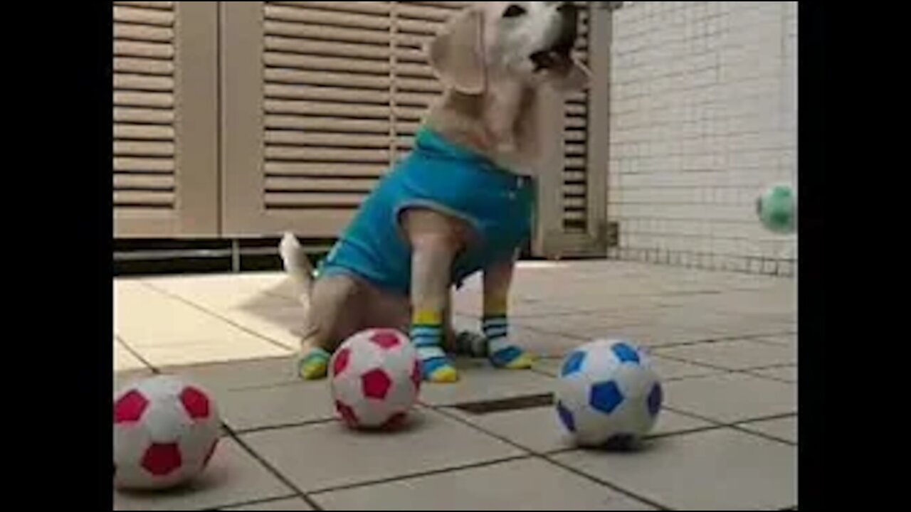 Dog does a HANDSTAND and surprised all