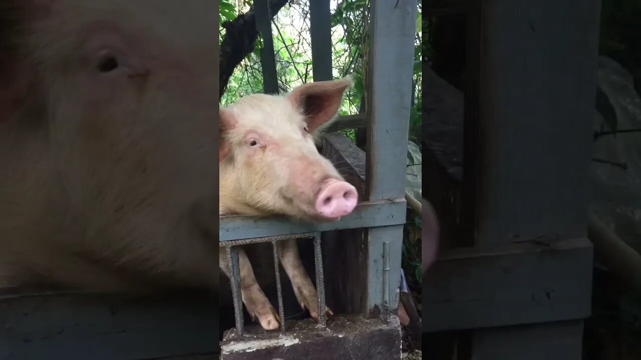Peppa pig stands up