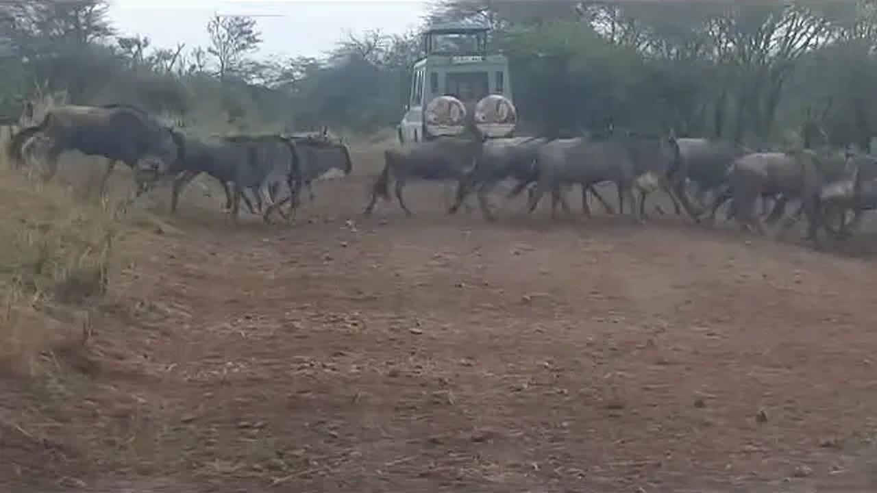 Serengeti #wildbeest migration