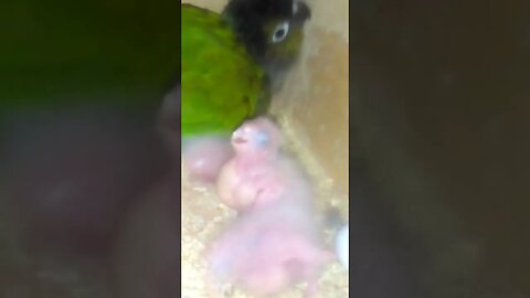 Green Cheek Conure female with her cute kids 💕❤️🥰😍🐥🐥 #SNSEXOTICFINCHESPAKISTAN7851