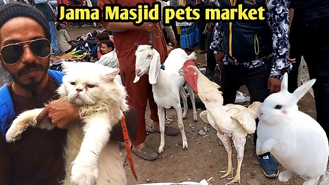 itna bada kabootar 😱 jama Masjid kabootar market delhi || Lal quila bird market|