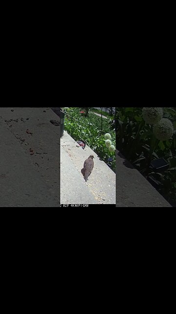 The Wind Blows The Mourning Doves Feathers! 🐤