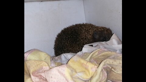Hedgehog in a mink