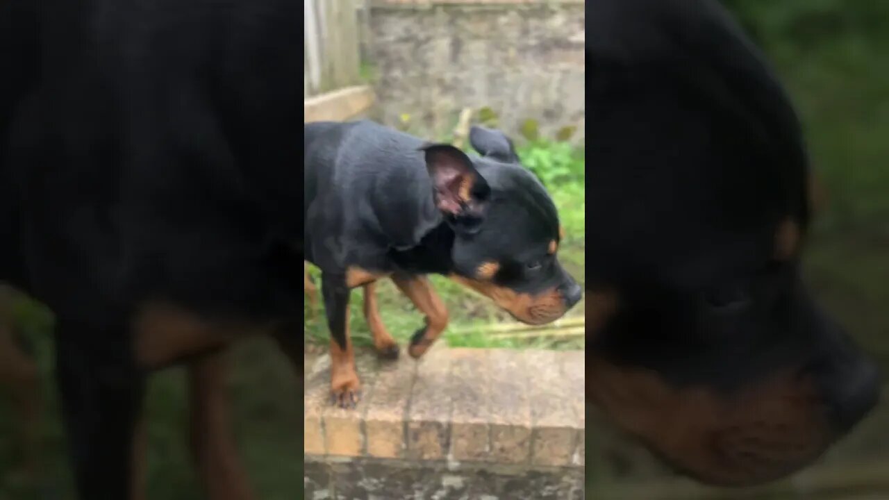 Rottweiler 😁 #shorts #short #viral #trending #subscribe