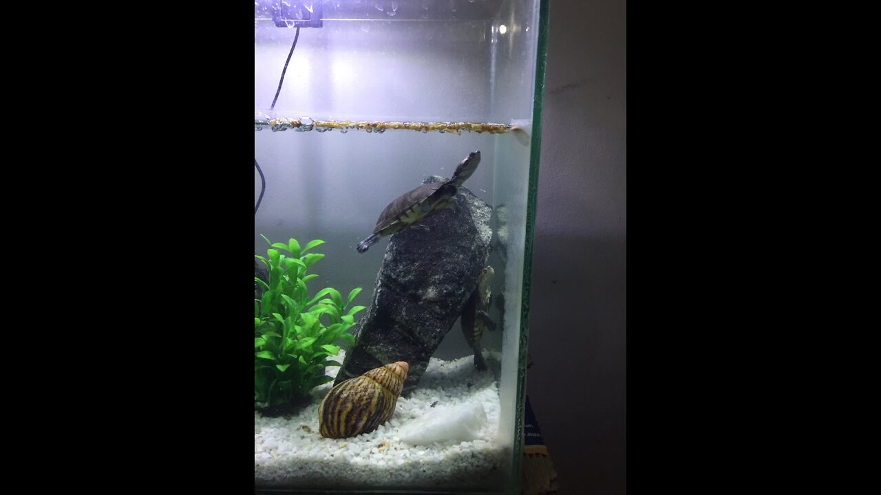Have you ever tortoises đąplay inside the water