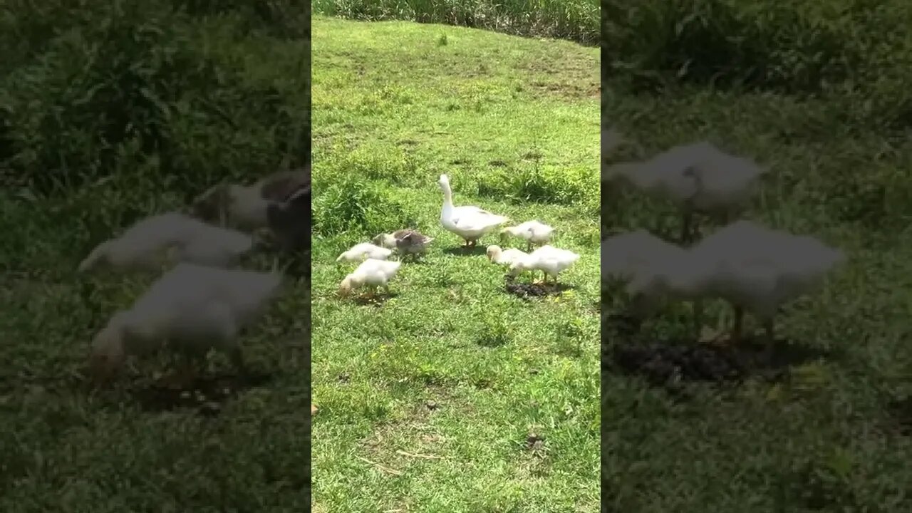 Gander on watch with goslings
