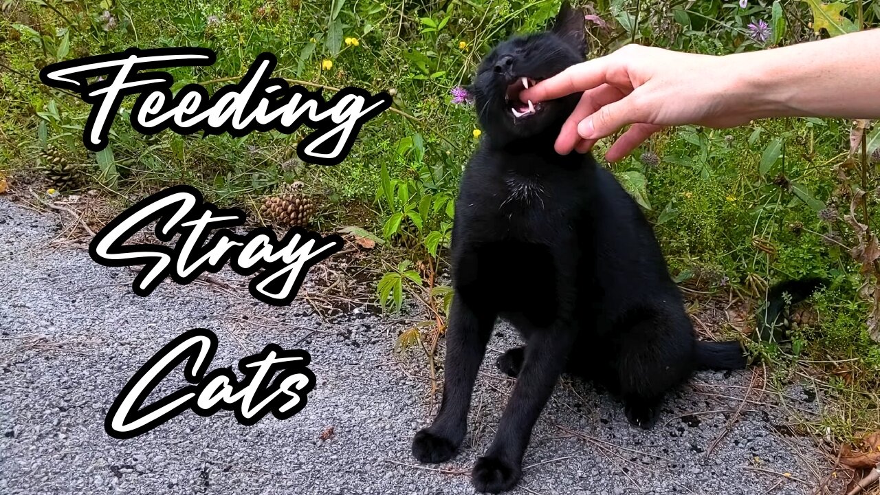 Meaty Meals for Hungry Stray Cats - Feeding Stray Cats